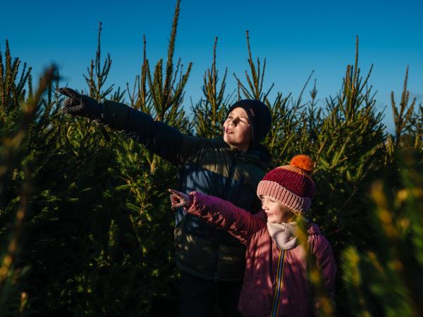 Kerstboomfdoolhof